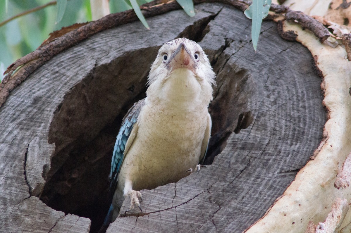 Blue-winged Kookaburra - ML646567948
