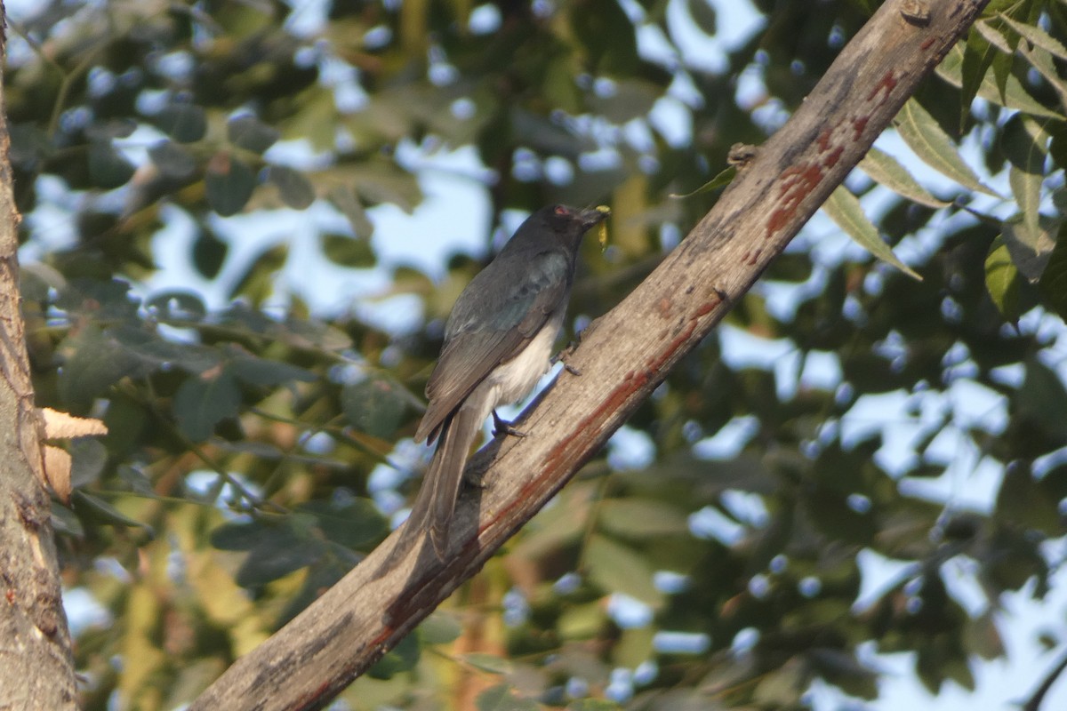 White-bellied Drongo - ML646567951