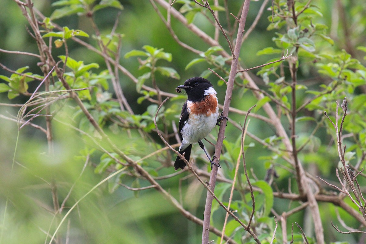 African Stonechat - ML646567952