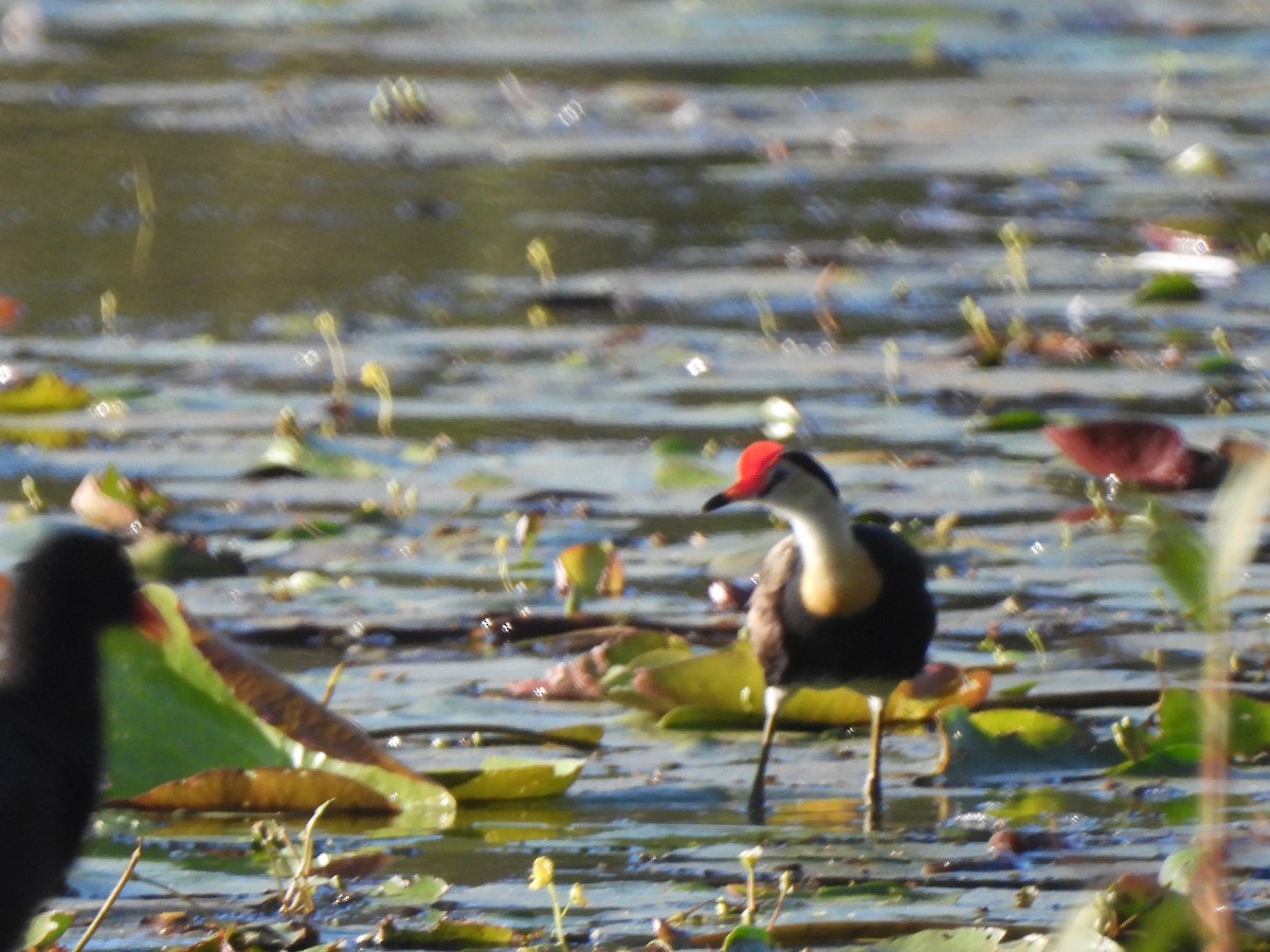 Comb-crested Jacana - ML646567953