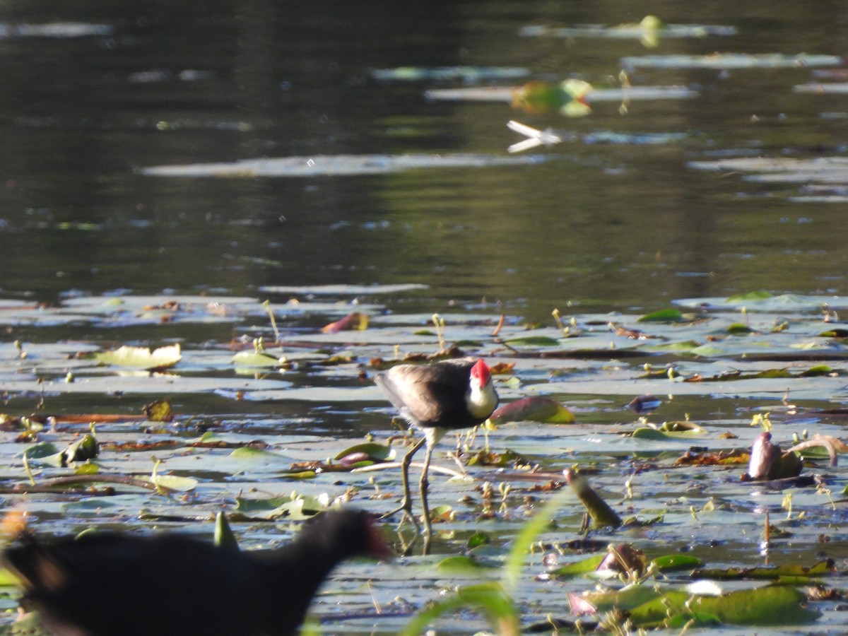 Comb-crested Jacana - ML646567955