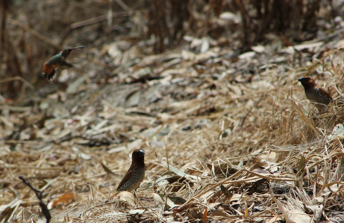 kalypta Allenova - ML646567957