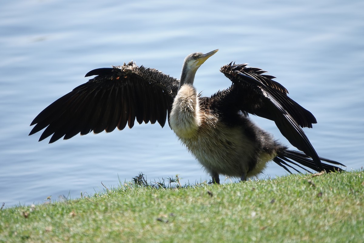 Australasian Darter - ML646567958