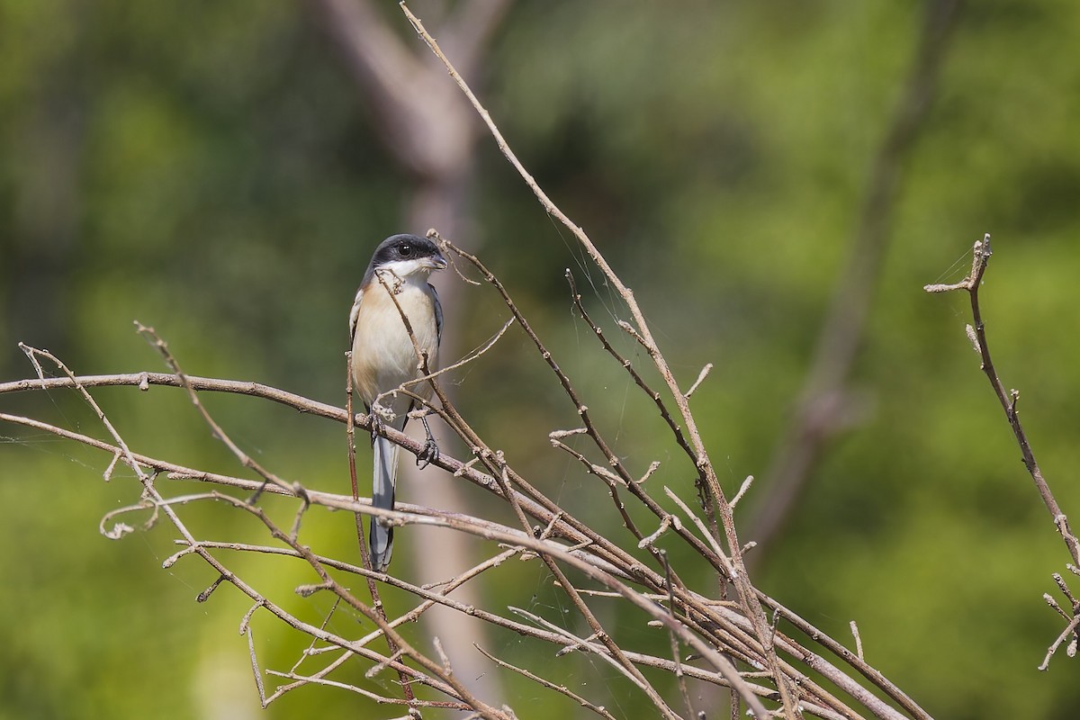 ハイガシラモズ - ML646567959