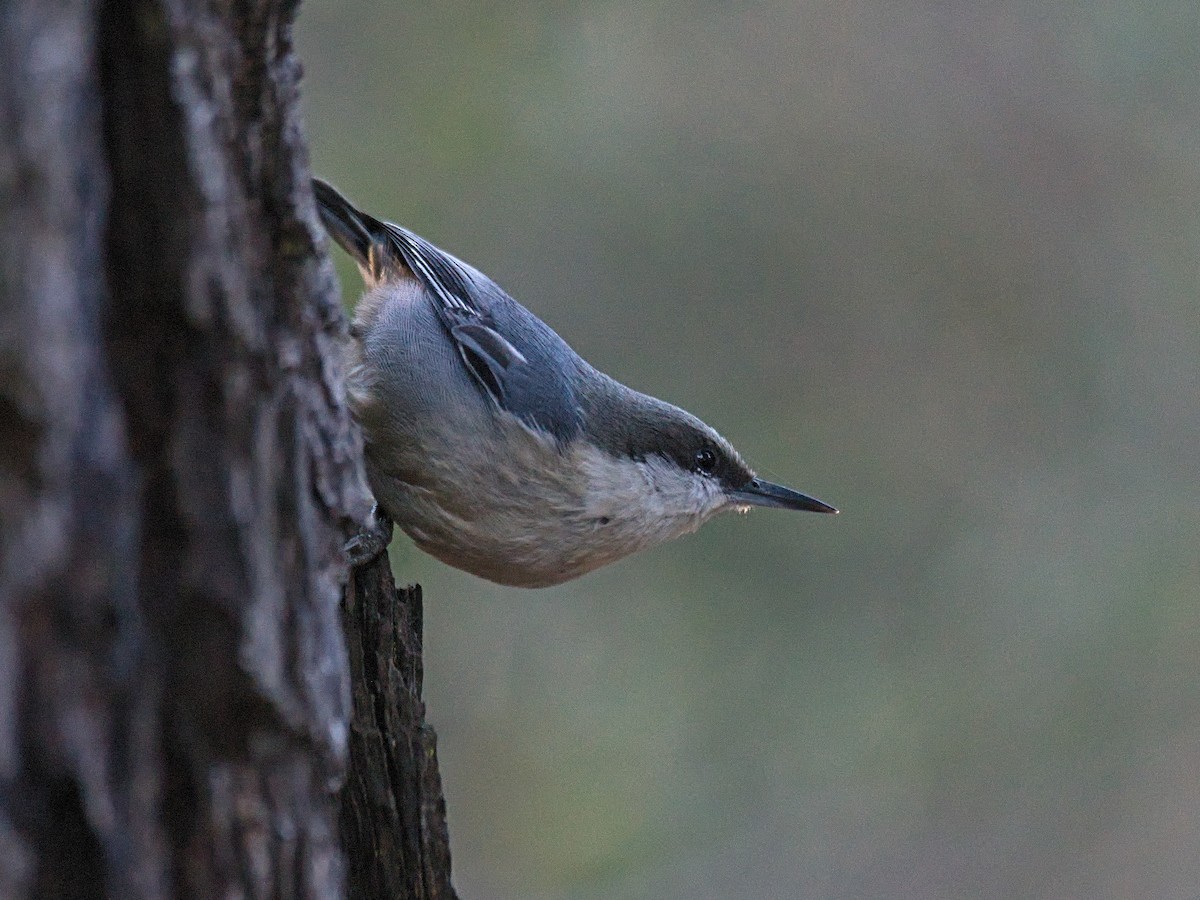 Pygmy Nuthatch - ML646567960