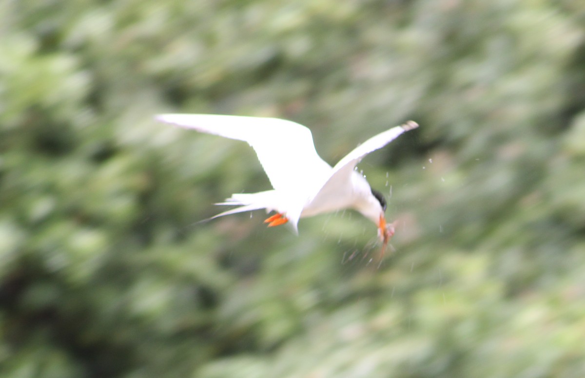 rybák severoamerický - ML646567961