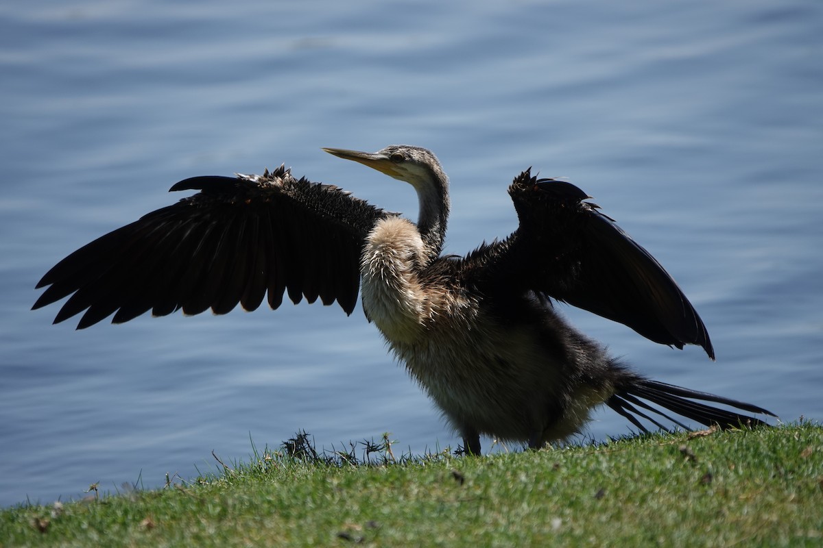 Australasian Darter - ML646567962