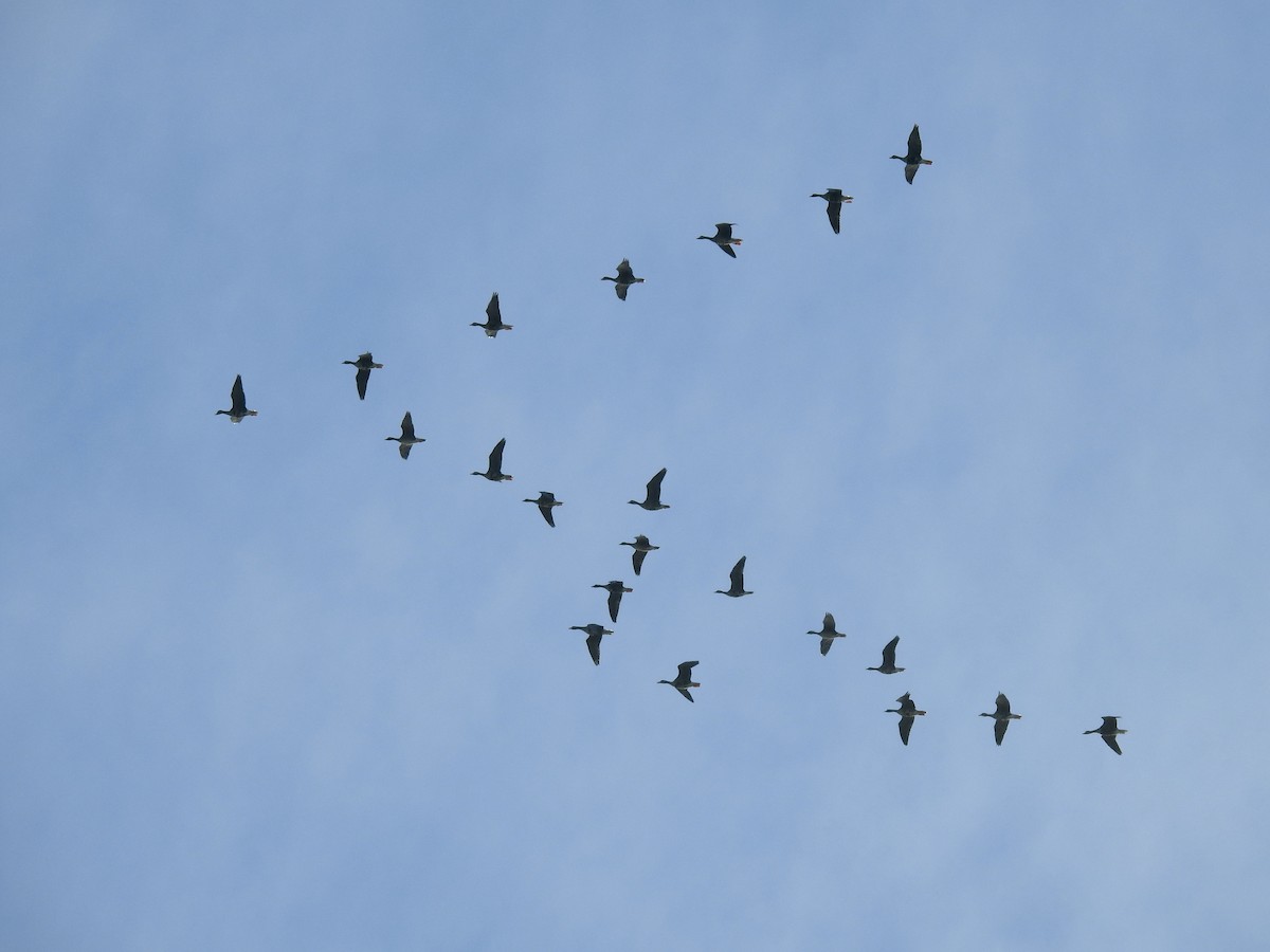 Greater White-fronted Goose - ML646567963