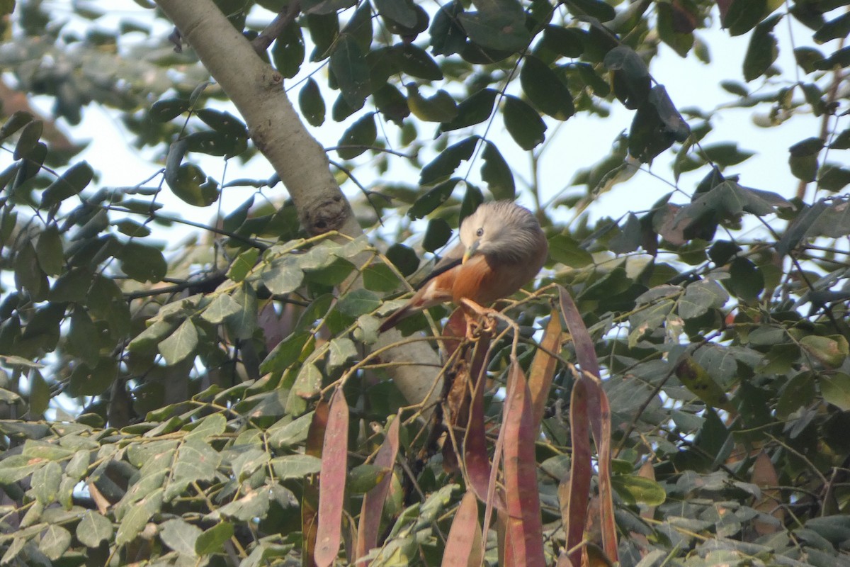 Chestnut-tailed Starling - ML646567965