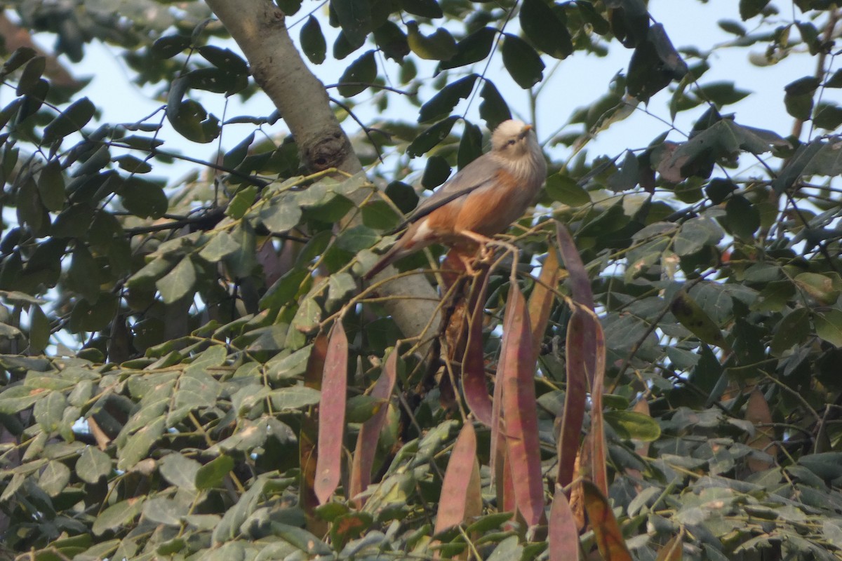 Chestnut-tailed Starling - ML646567966