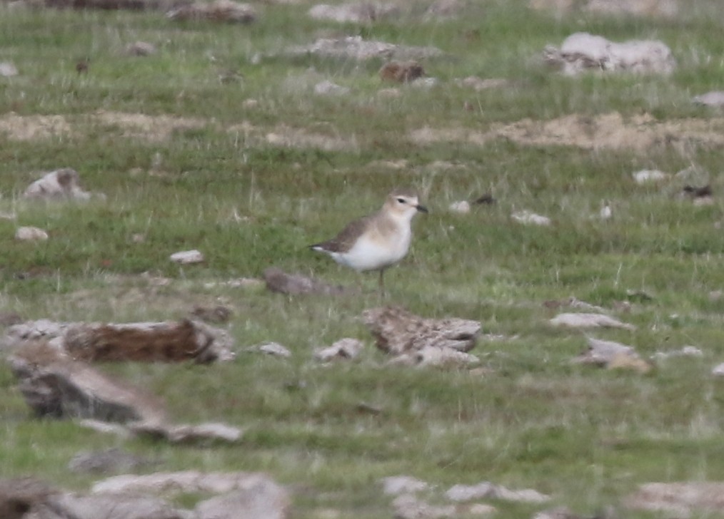 kulík pastvinný - ML646567967