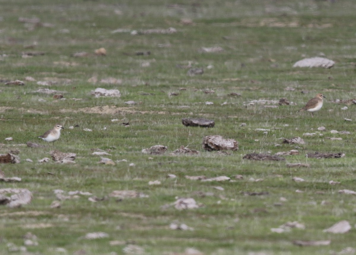 kulík pastvinný - ML646567968