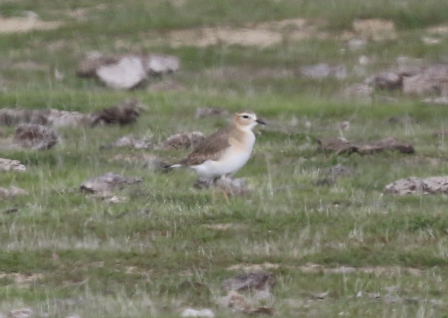 kulík pastvinný - ML646567969