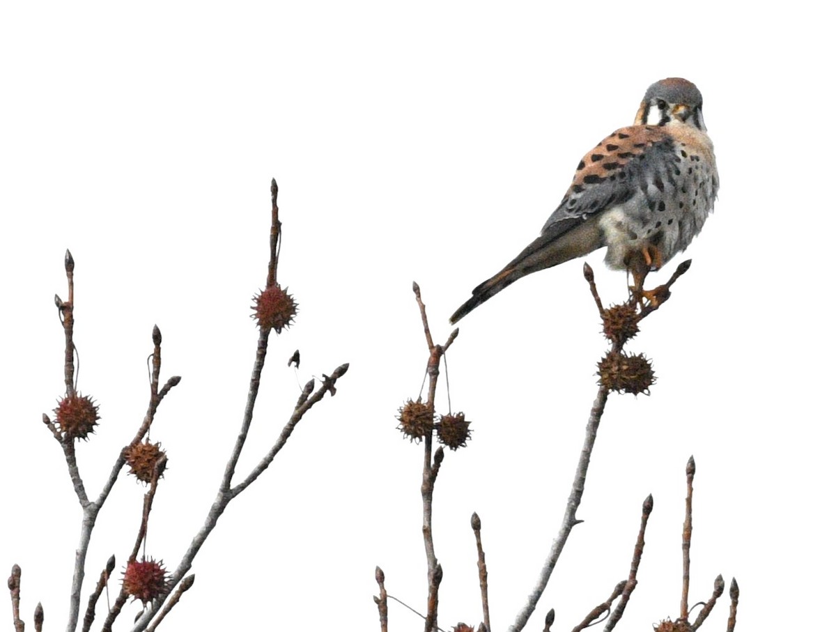 American Kestrel - ML646567970