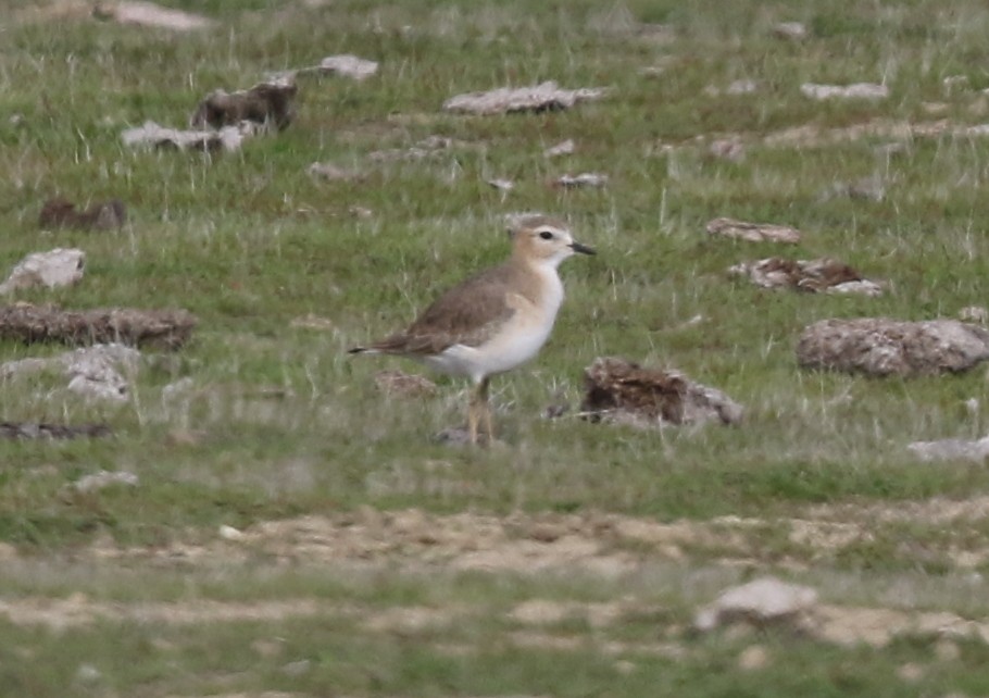 kulík pastvinný - ML646567971