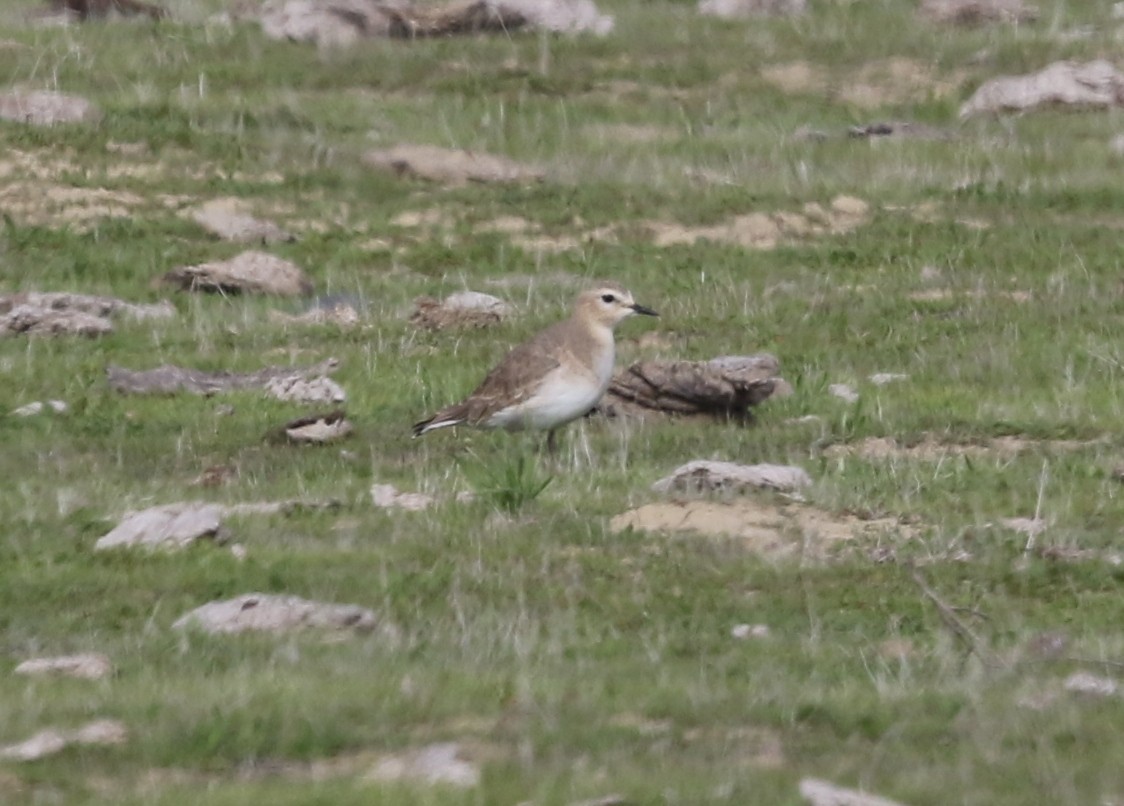 kulík pastvinný - ML646567972