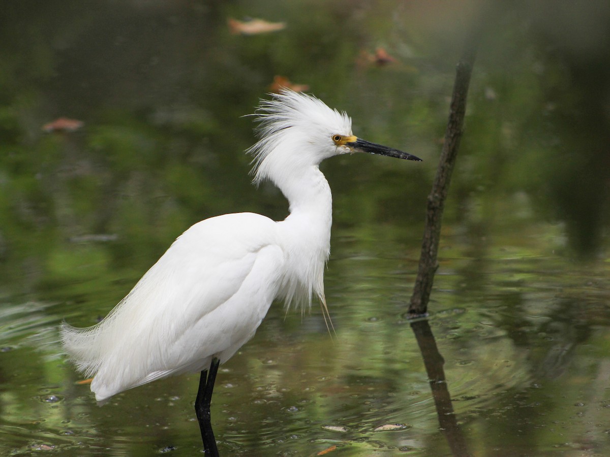 volavka bělostná - ML646567973