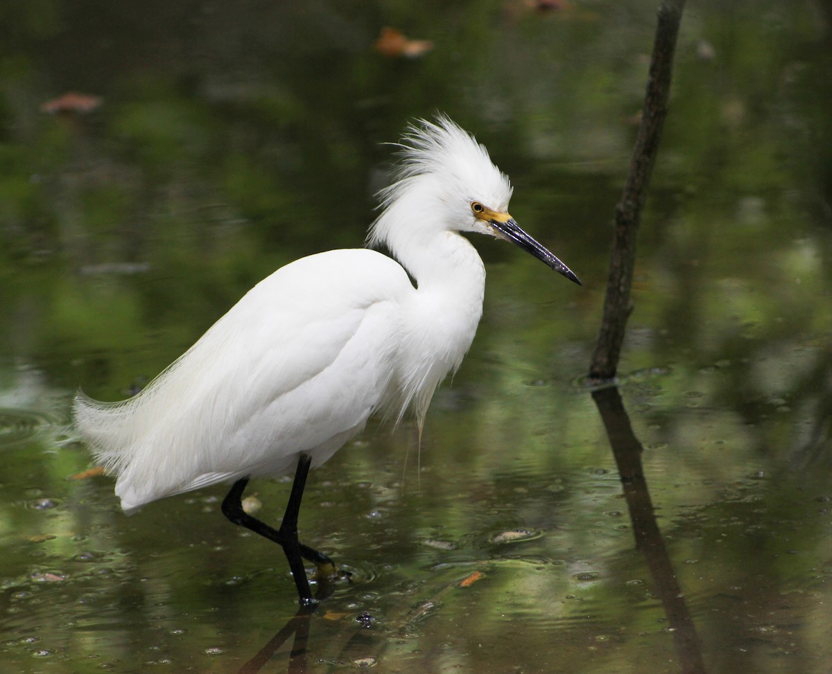 volavka bělostná - ML646567974