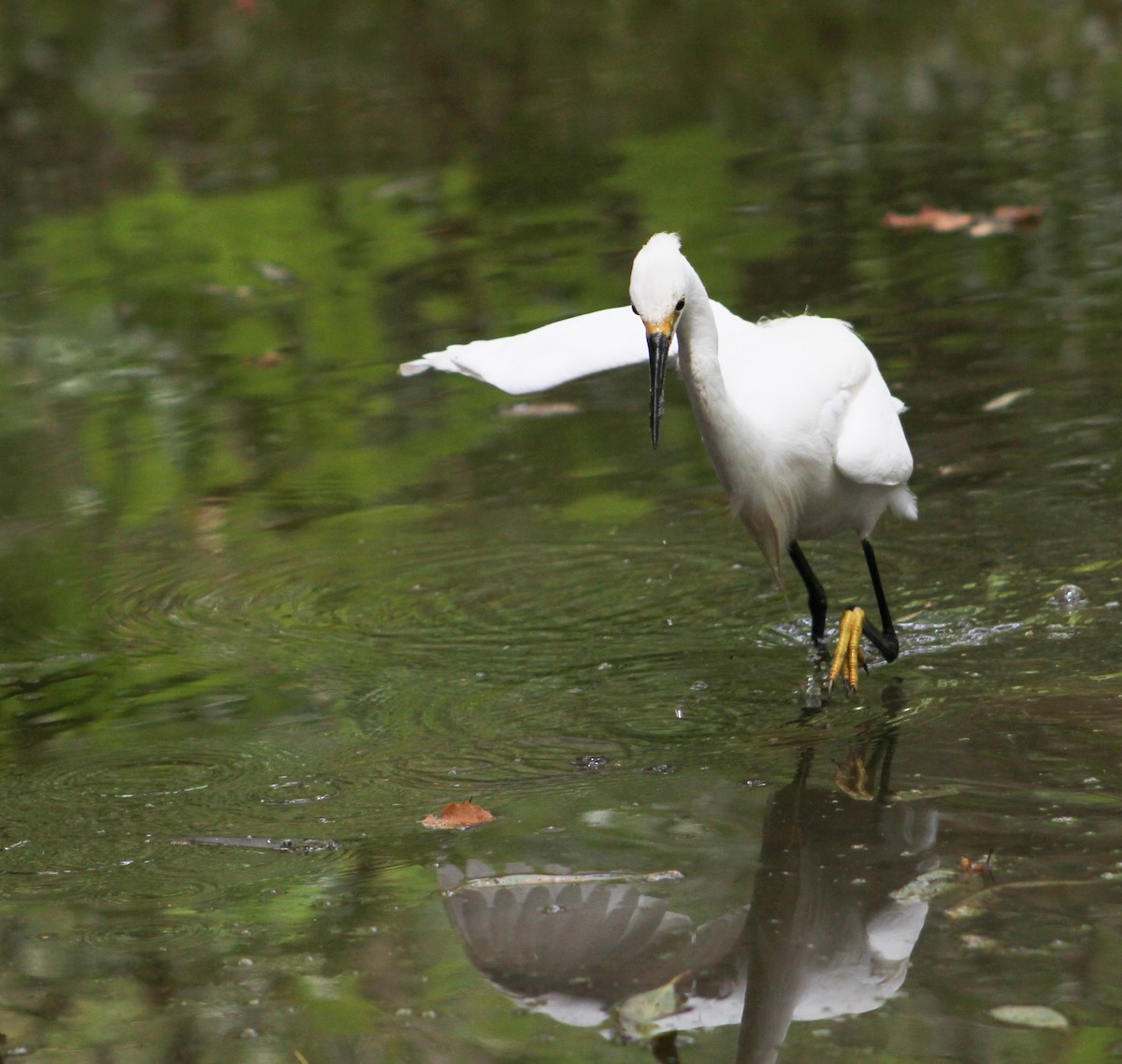 volavka bělostná - ML646567975