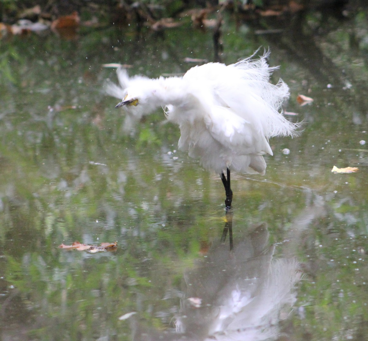 volavka bělostná - ML646567976