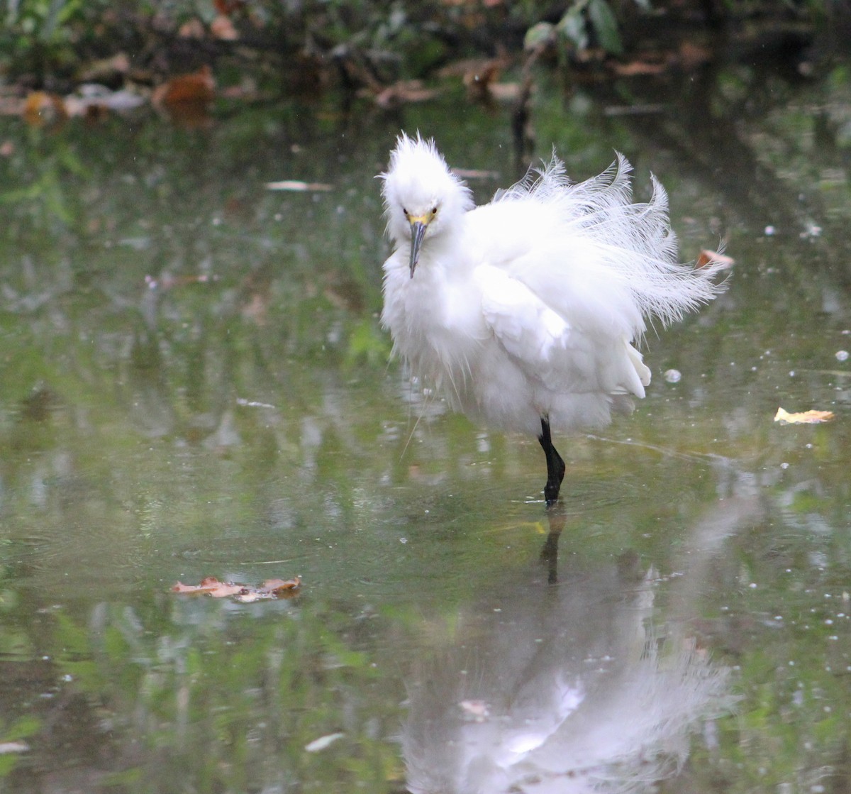 volavka bělostná - ML646567977