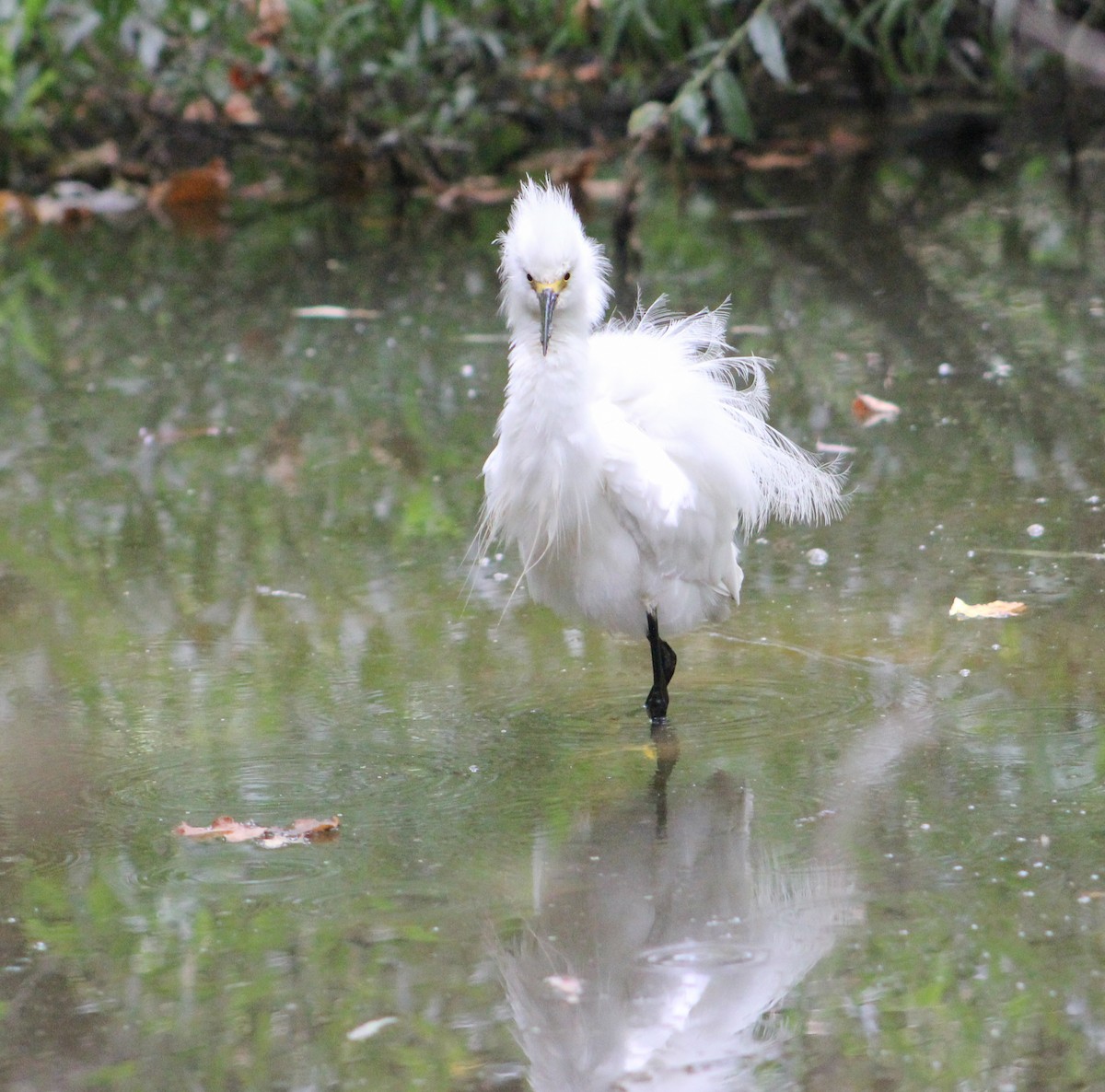 volavka bělostná - ML646567978