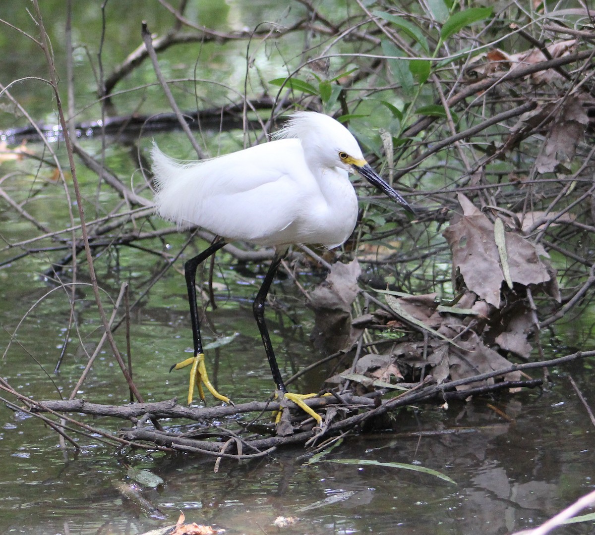 volavka bělostná - ML646567979