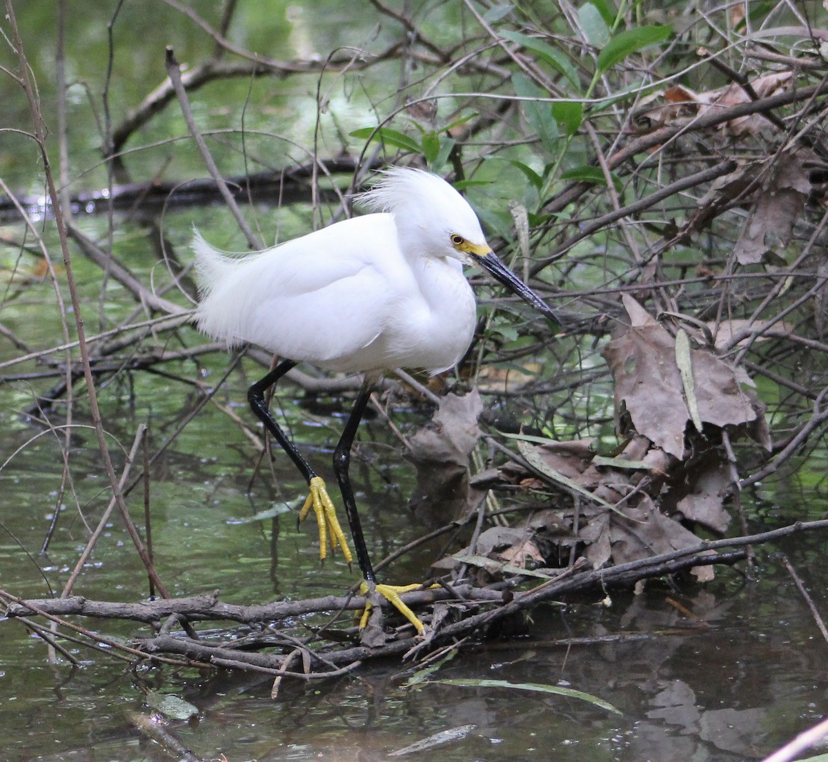 volavka bělostná - ML646567980