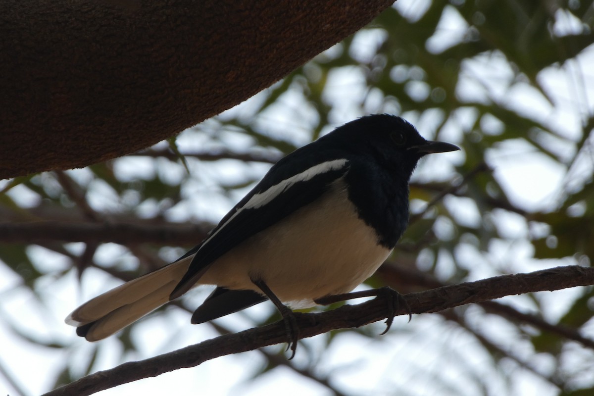 Oriental Magpie-Robin - ML646567981