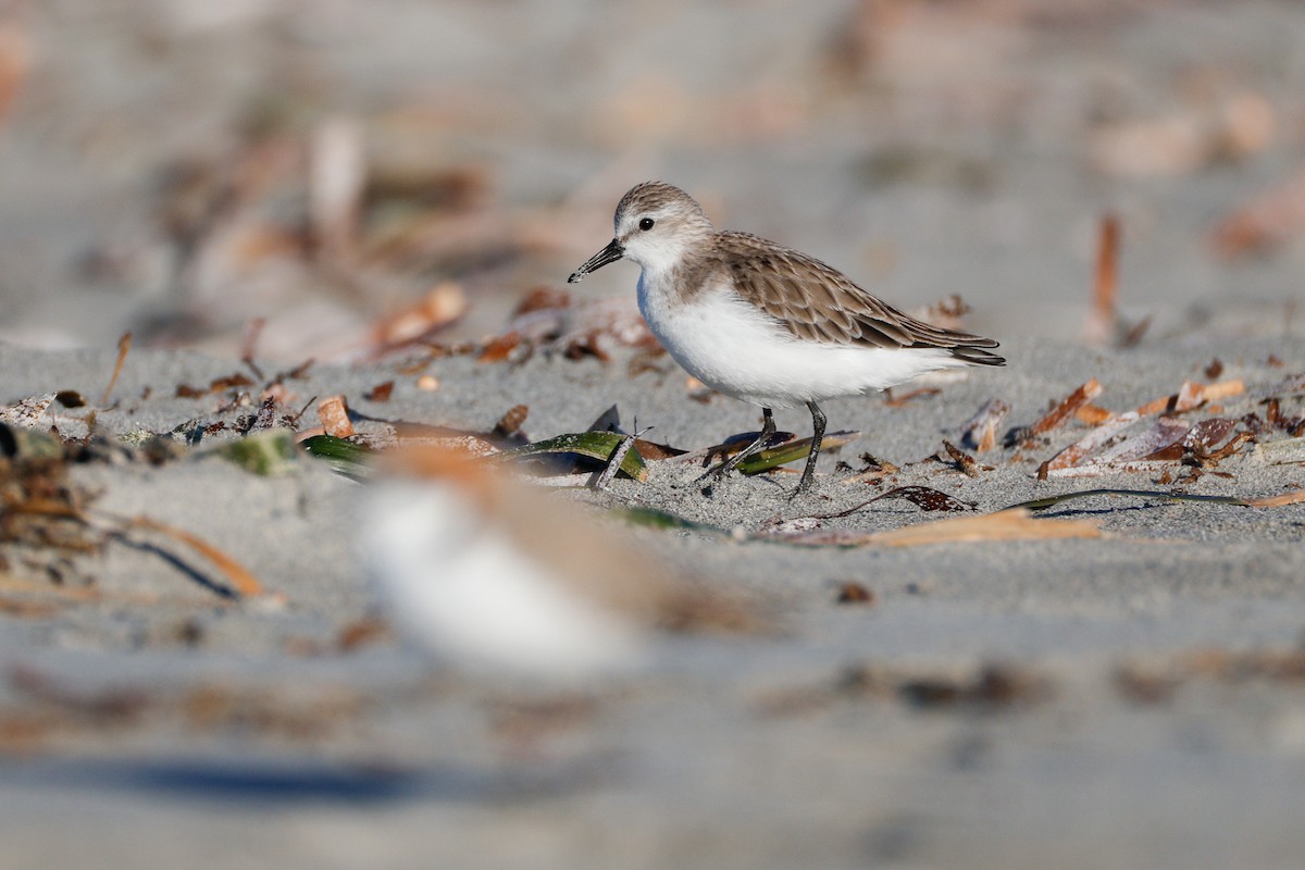 Red-necked Stint - ML646567982