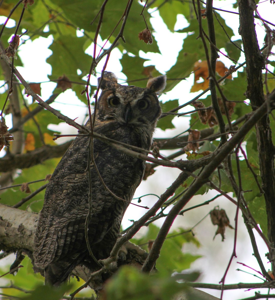 výr virginský - ML646567984