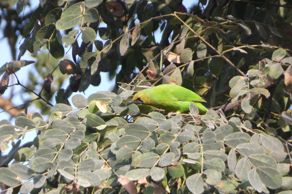 Jerdon's Leafbird - ML646567987