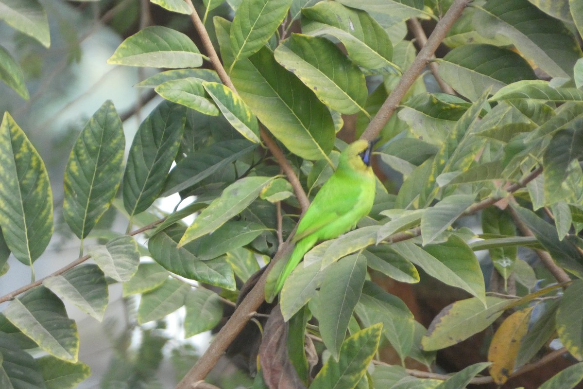 Jerdon's Leafbird - ML646567988