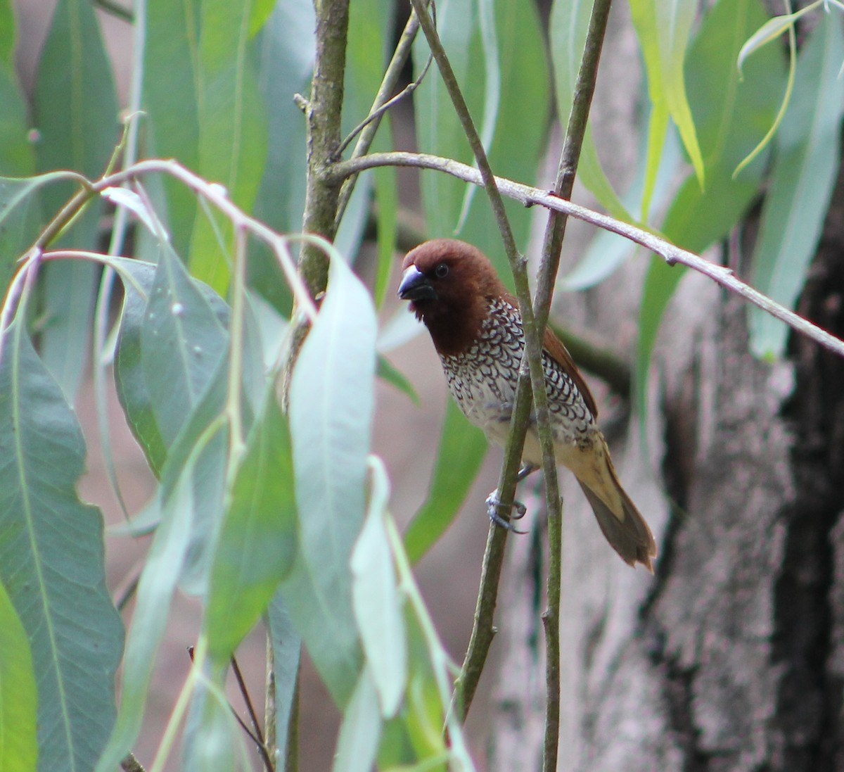 panenka muškátová - ML646567989