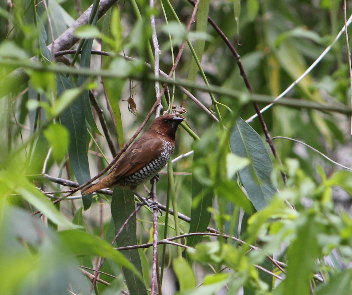 panenka muškátová - ML646567991