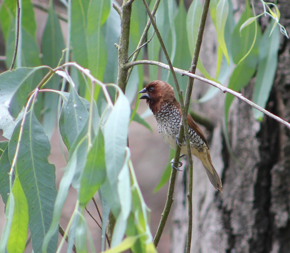 panenka muškátová - ML646567995