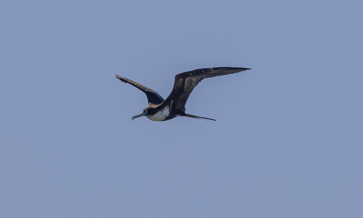 Great Frigatebird - ML646567997