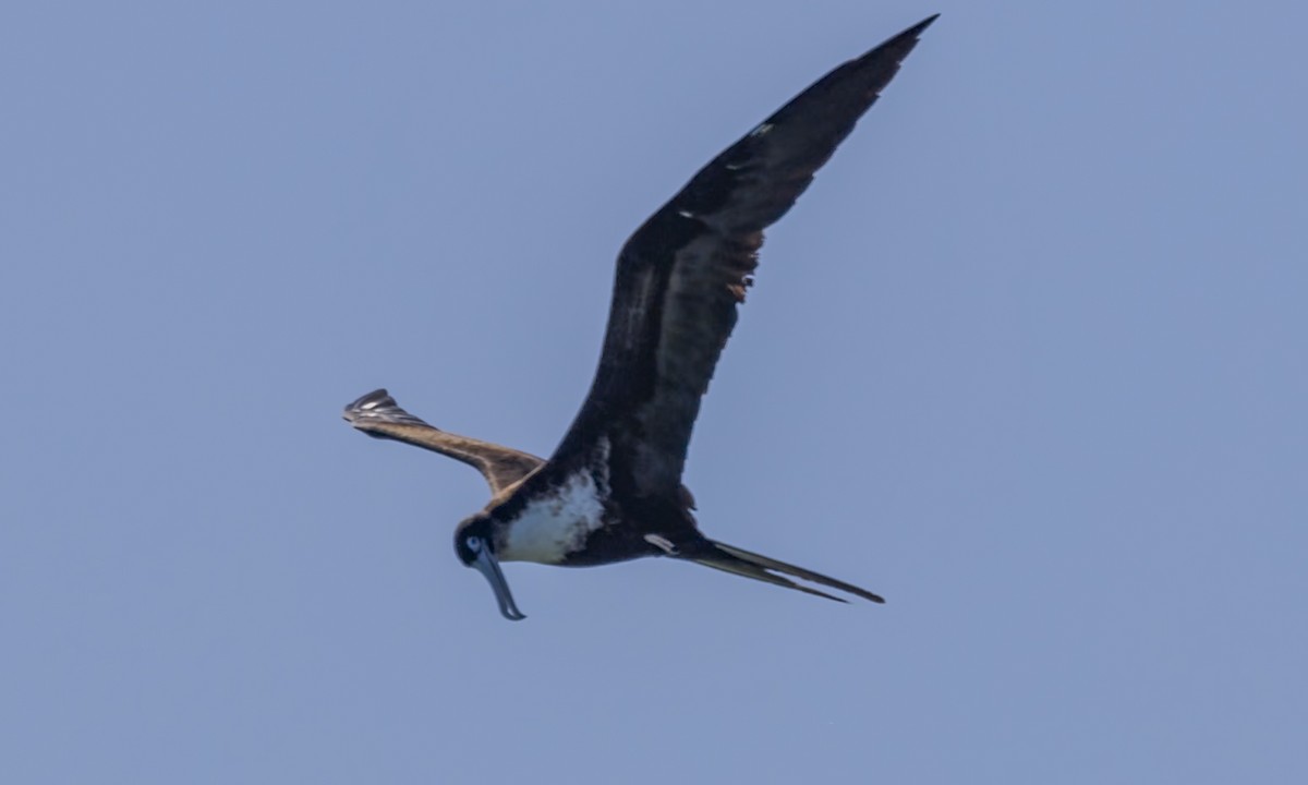 Great Frigatebird - ML646567999