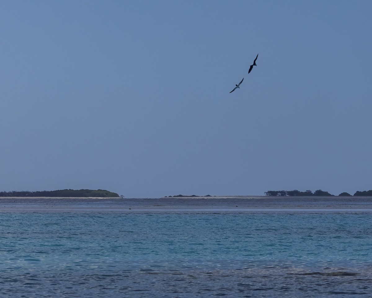 Great Frigatebird - ML646568001