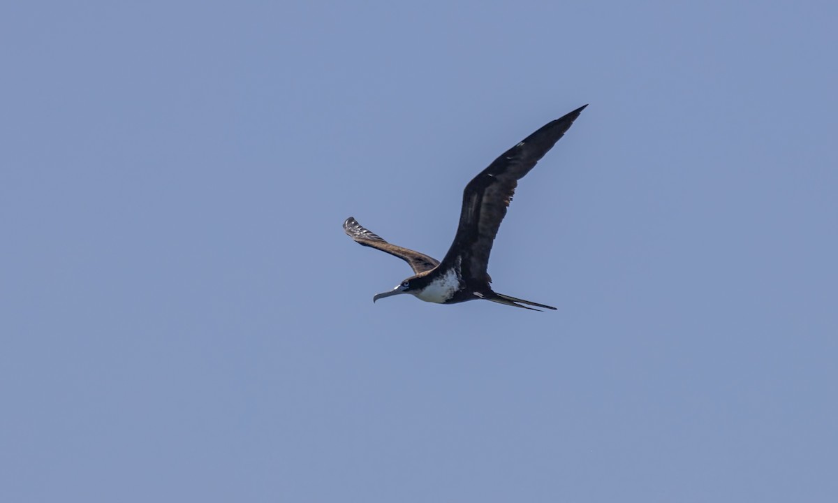 Great Frigatebird - ML646568002