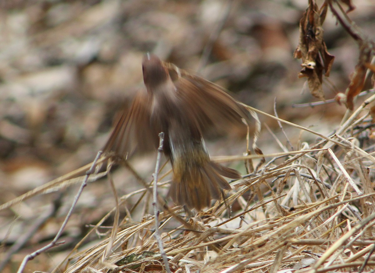 panenka muškátová - ML646568003