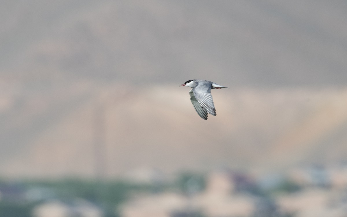 Whiskered Tern - ML646568004