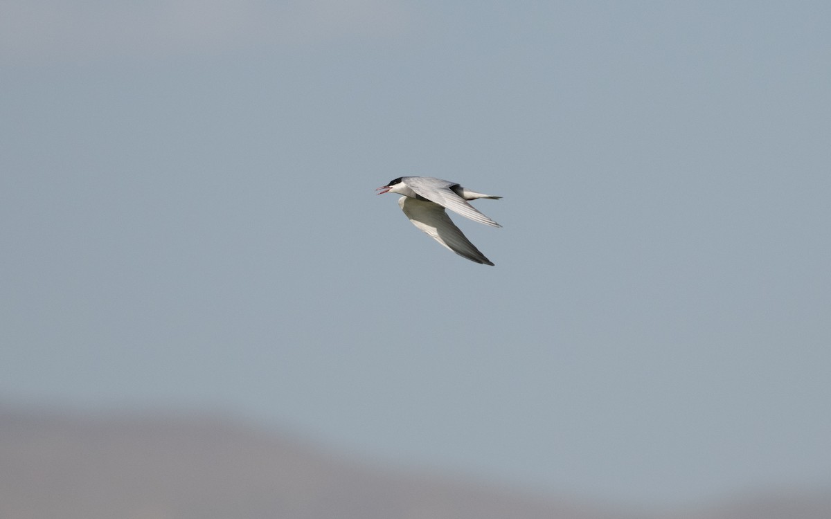 Whiskered Tern - ML646568005