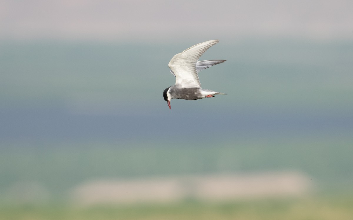 Whiskered Tern - ML646568006