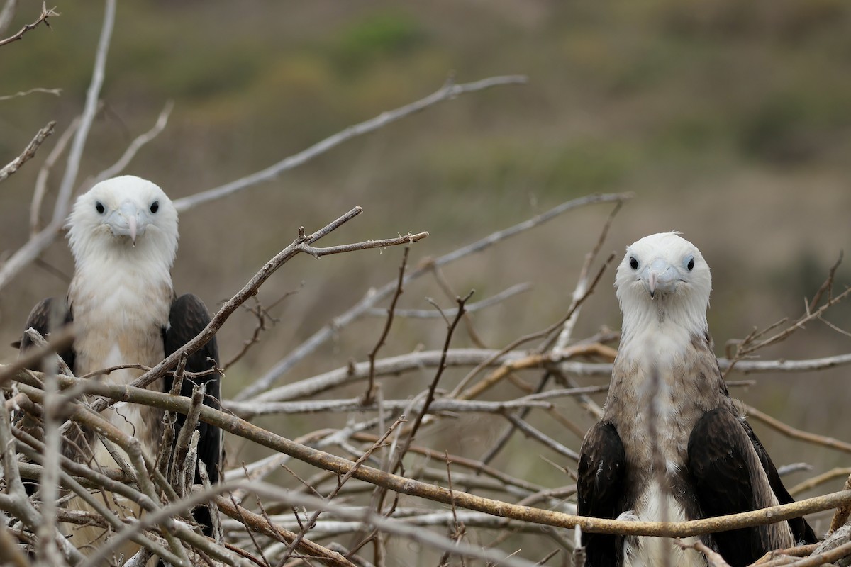 Magnificent Frigatebird - ML646568007