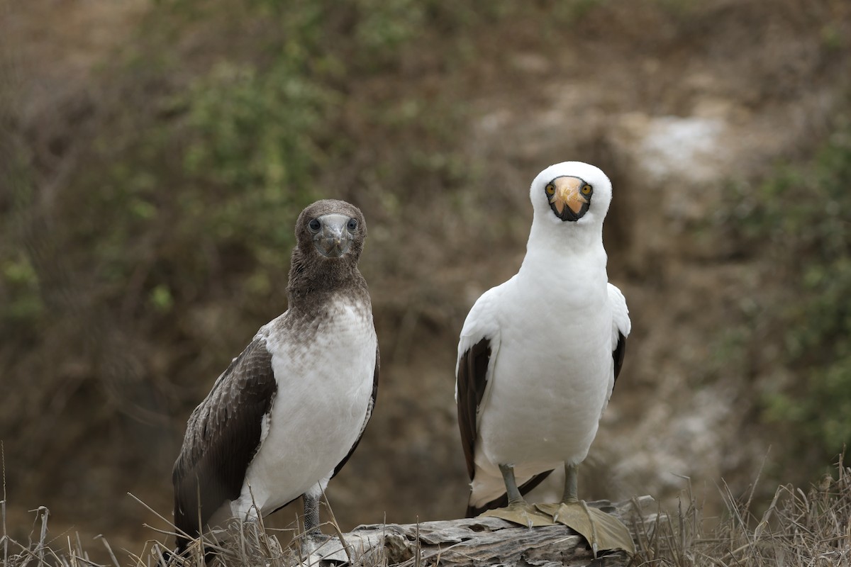 Nazca Booby - ML646568008