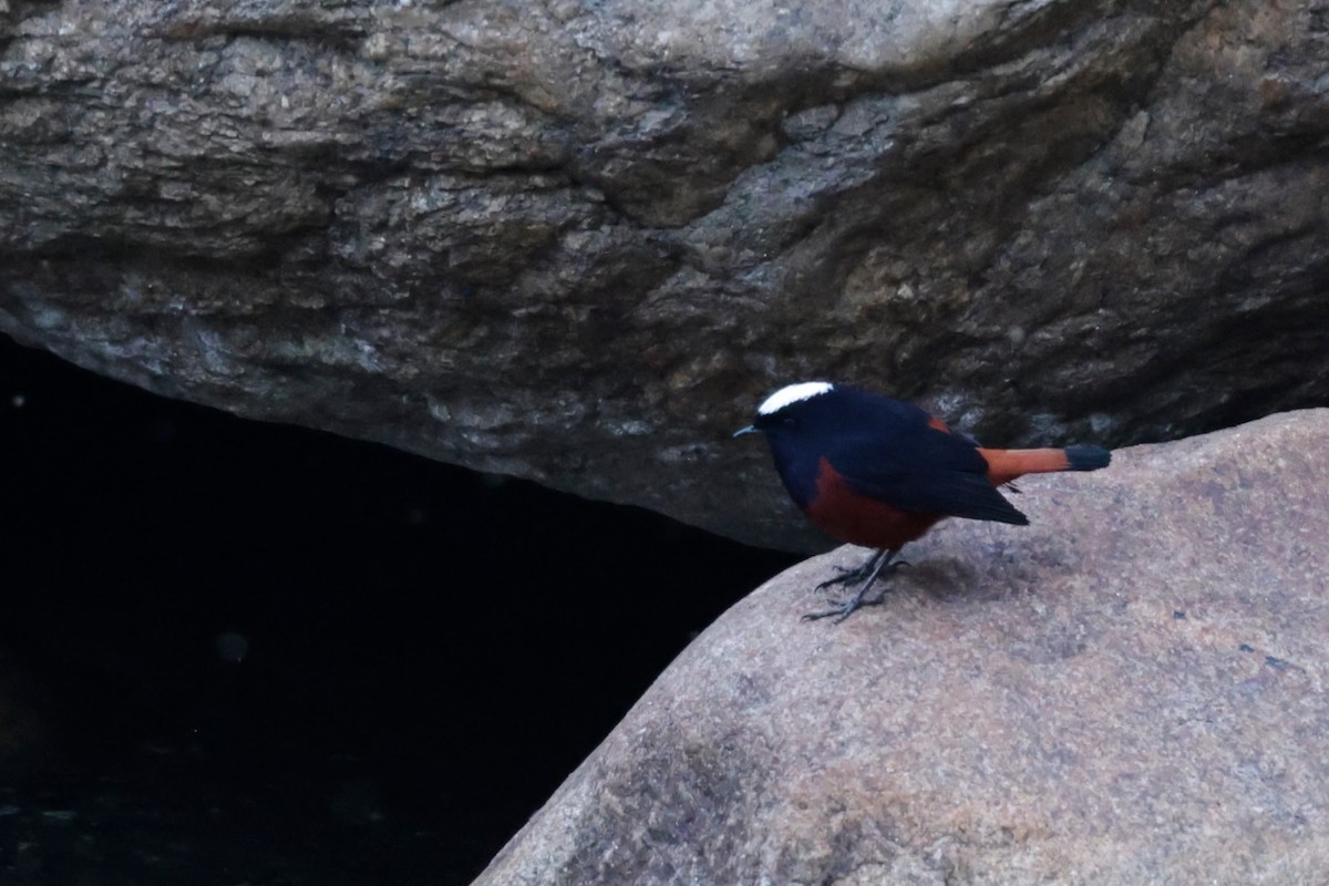 Colirrojo Acuático - ML646568010