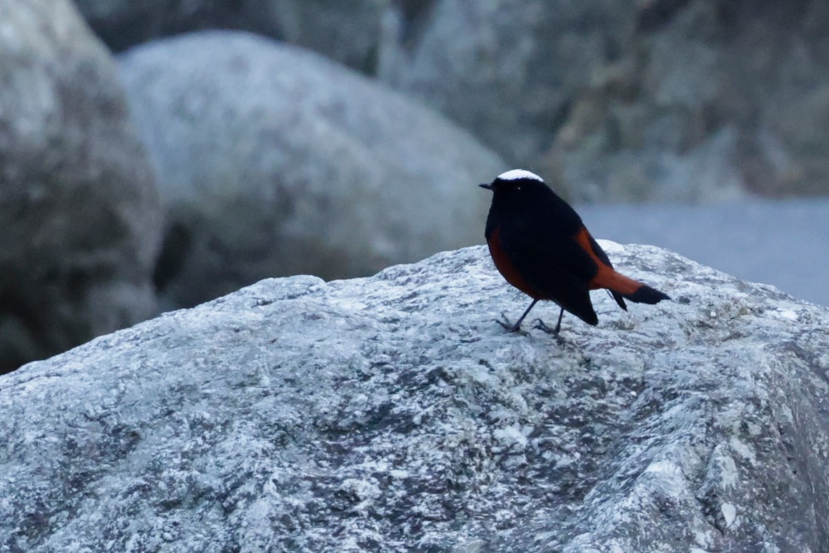 Colirrojo Acuático - ML646568012
