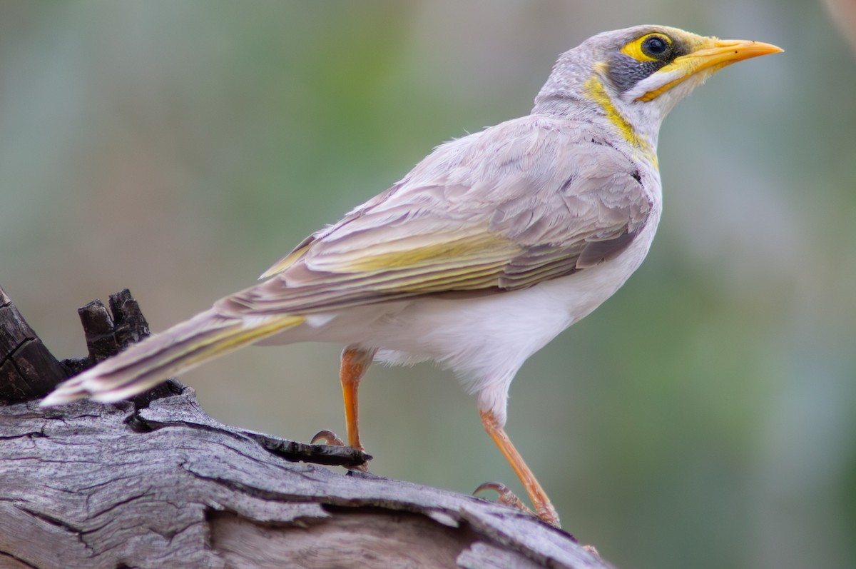 Yellow-throated Miner - ML646568013