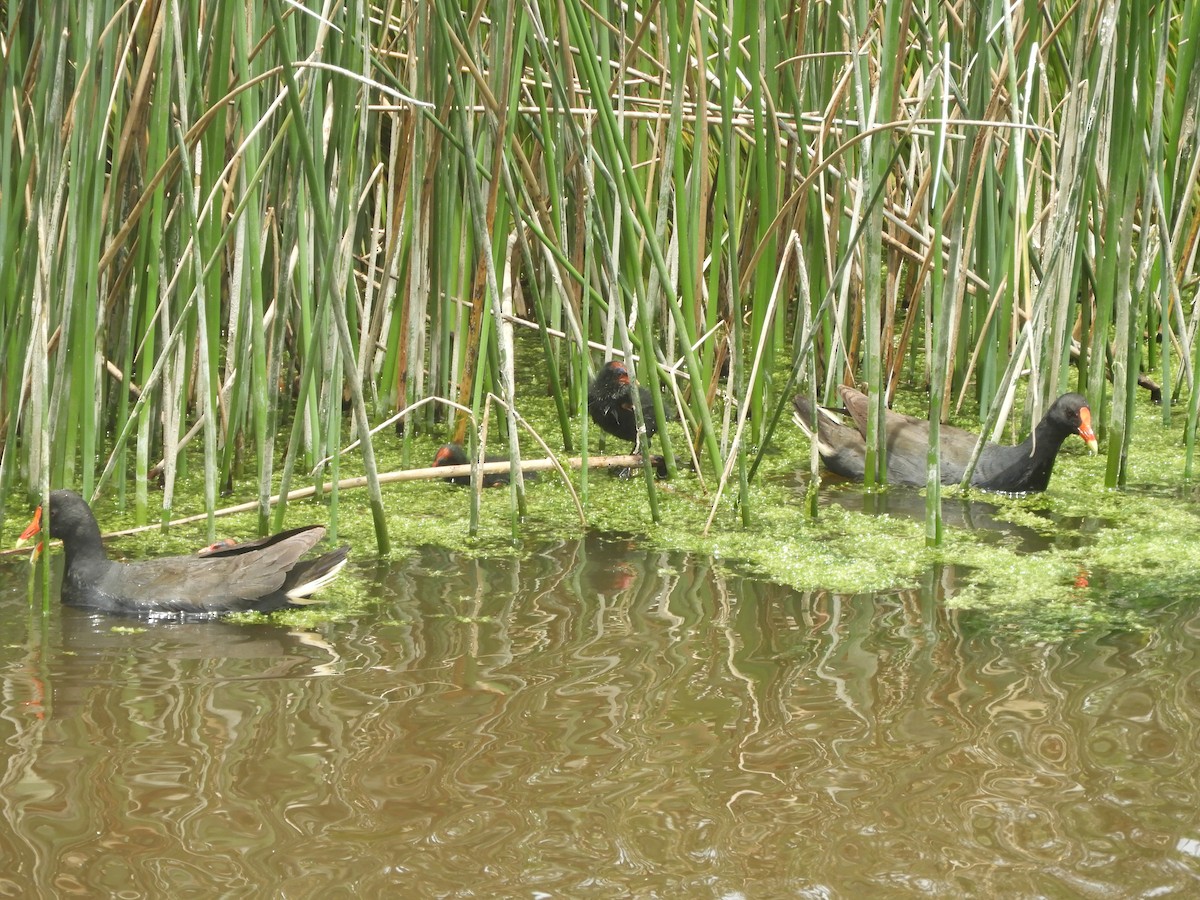 Dusky Moorhen - ML646568014